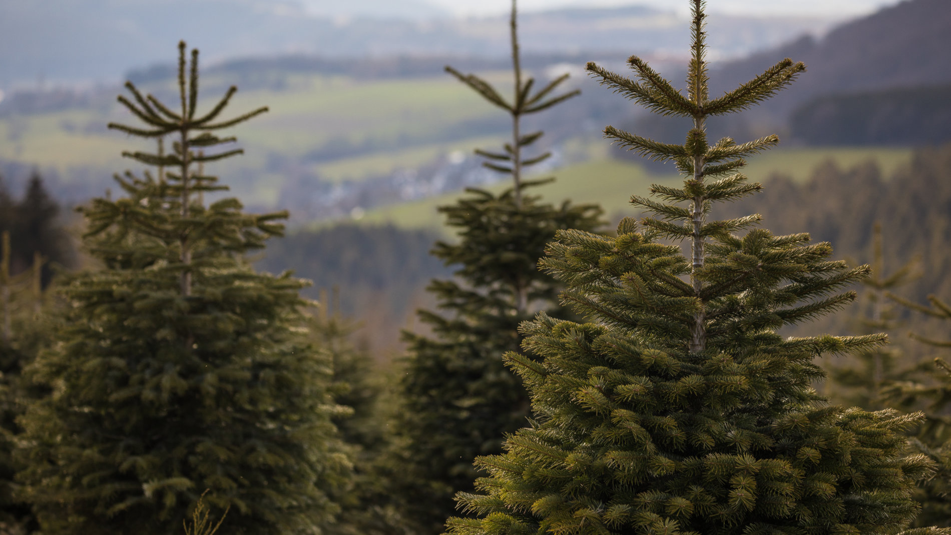 Fir trees in nature Photo: VNWB/Heidi Bücker